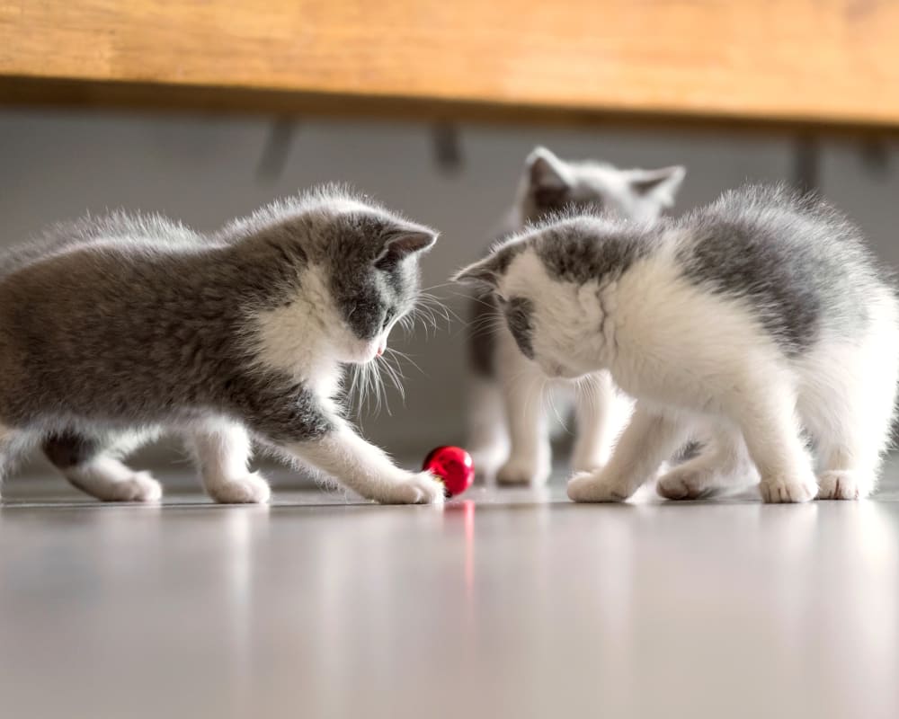 Dana Park Veterinary Hospital | Redding Speciality & Emergency Vet
