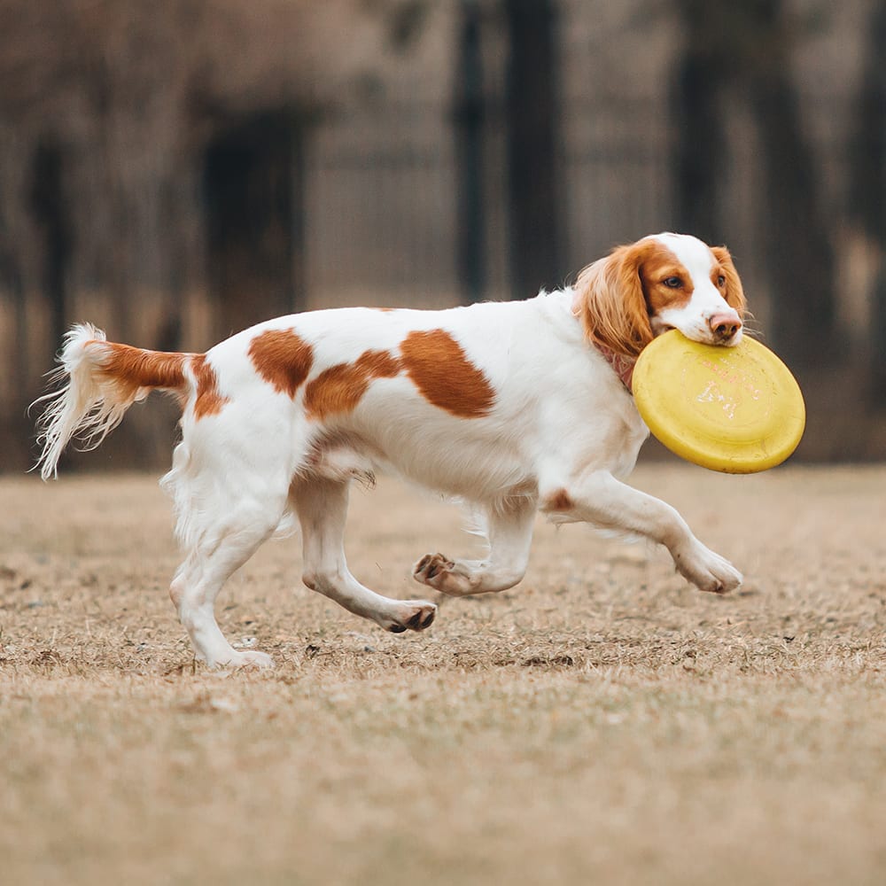 Medical Pet Boarding for Cats & Dogs, Redding Vet