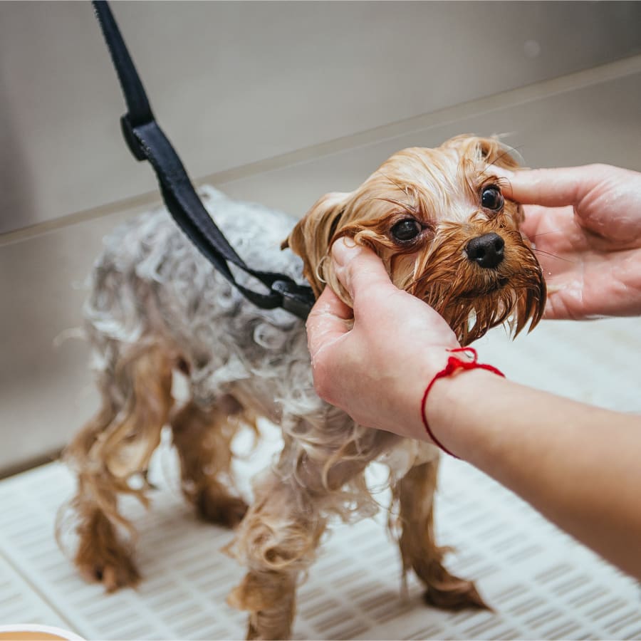 Bathing & Grooming, Redding Veterinarians