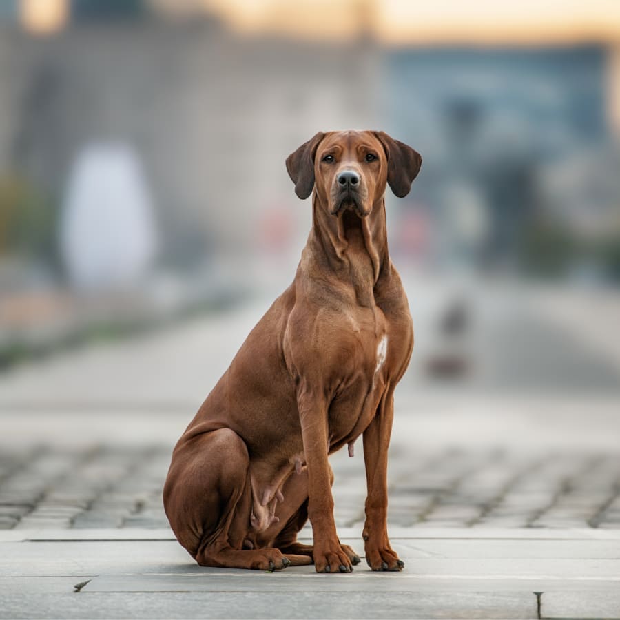 Diagnostic & Lab Technology, Redding Vet